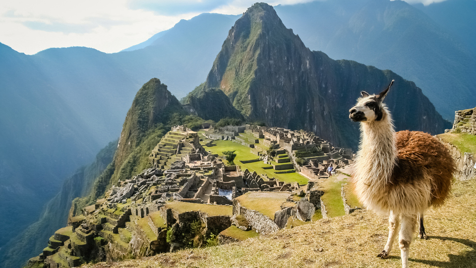 Llama en la cima de Machu Picchu