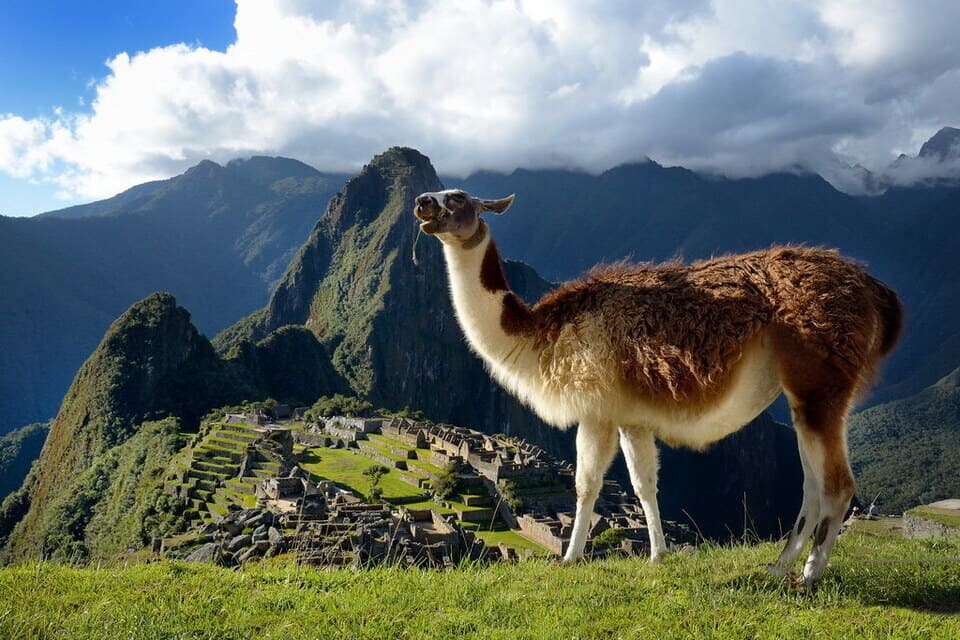 Llama en Machu Picchu | TreXperience