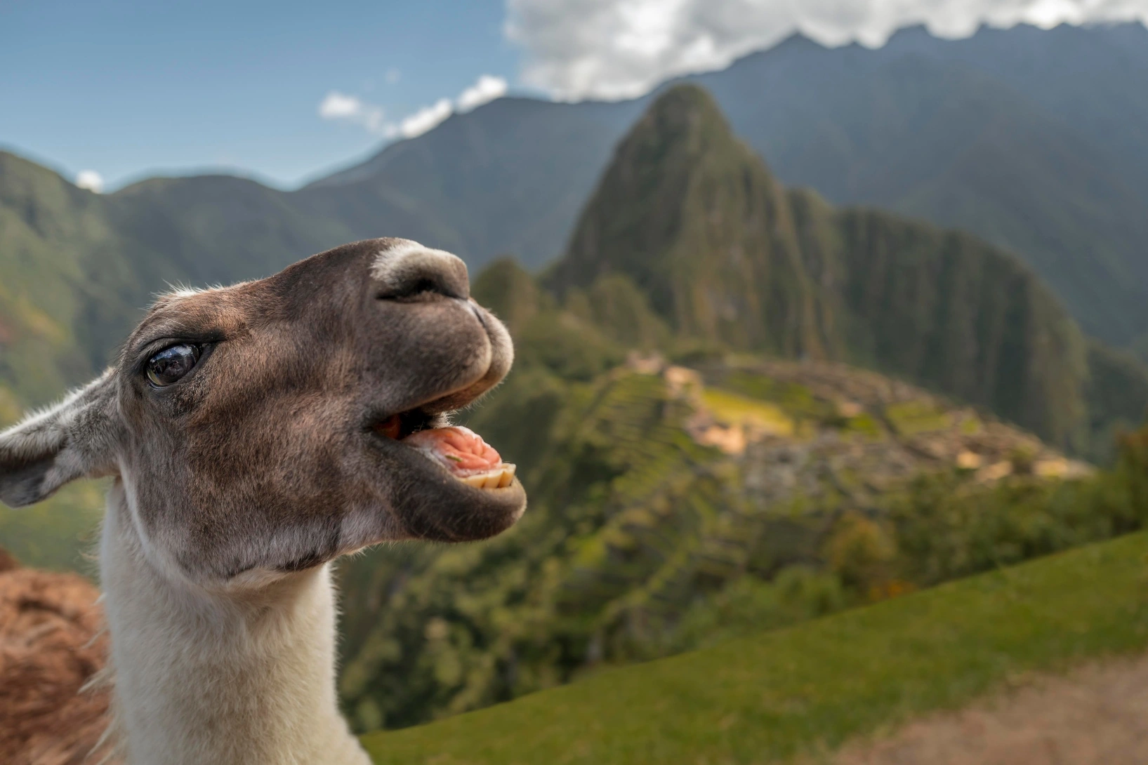 llama en Machu Picchu | TreXperience
