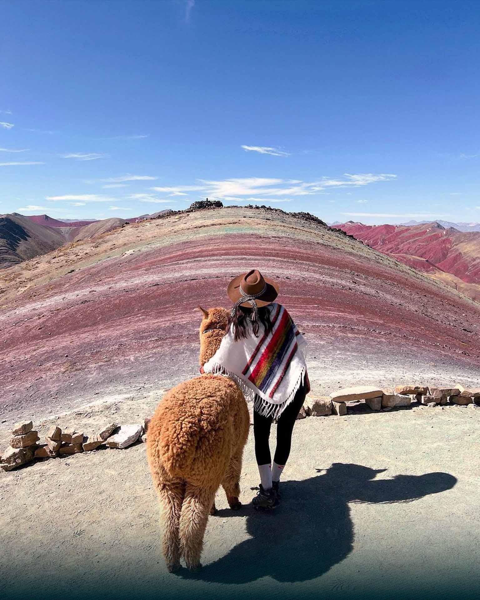 Llamas and alpacas in Palcoyo | TreXperience