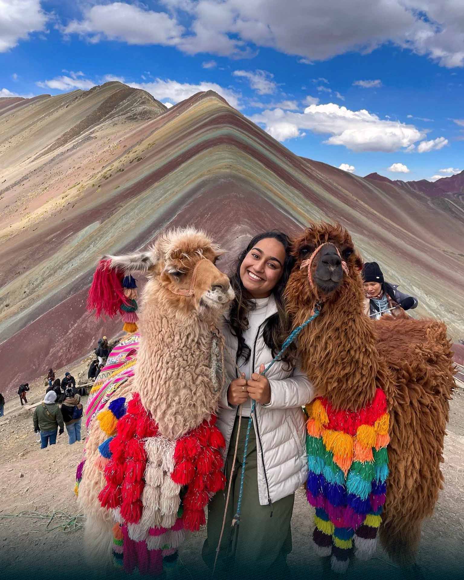 Llamas and alpacas in Rainbow Mountain Peru | TreXperience