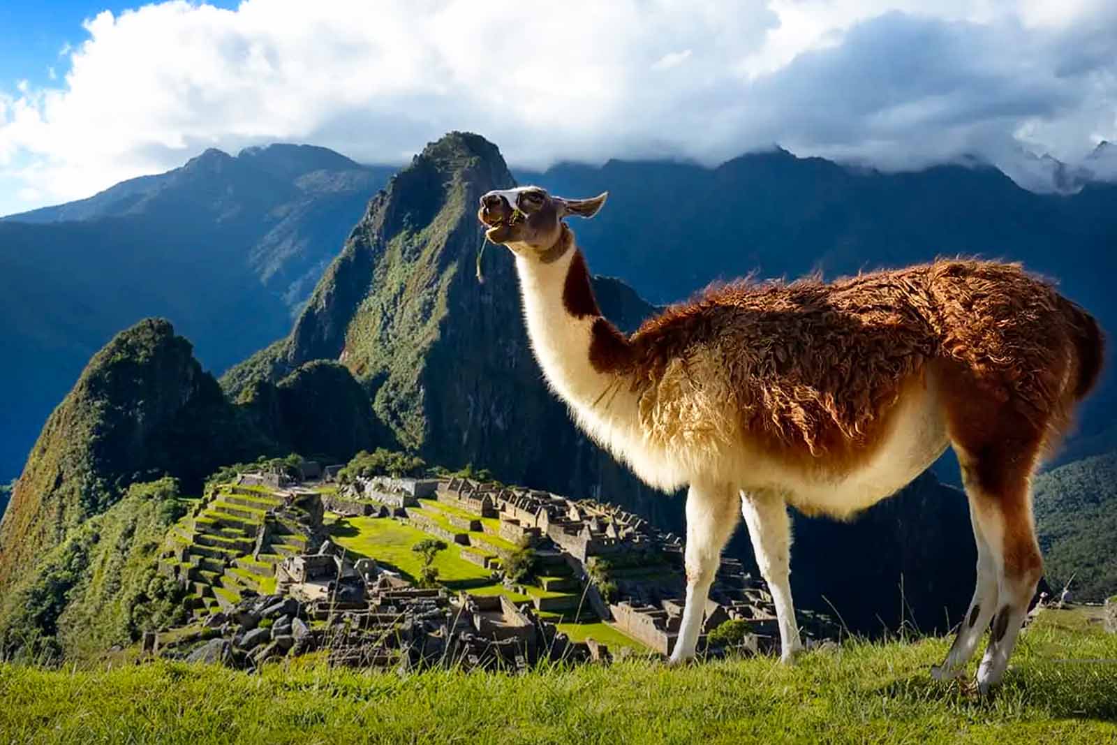 Llamas in Machu Picchu citadel Machu Picchu tickets | TreXperience