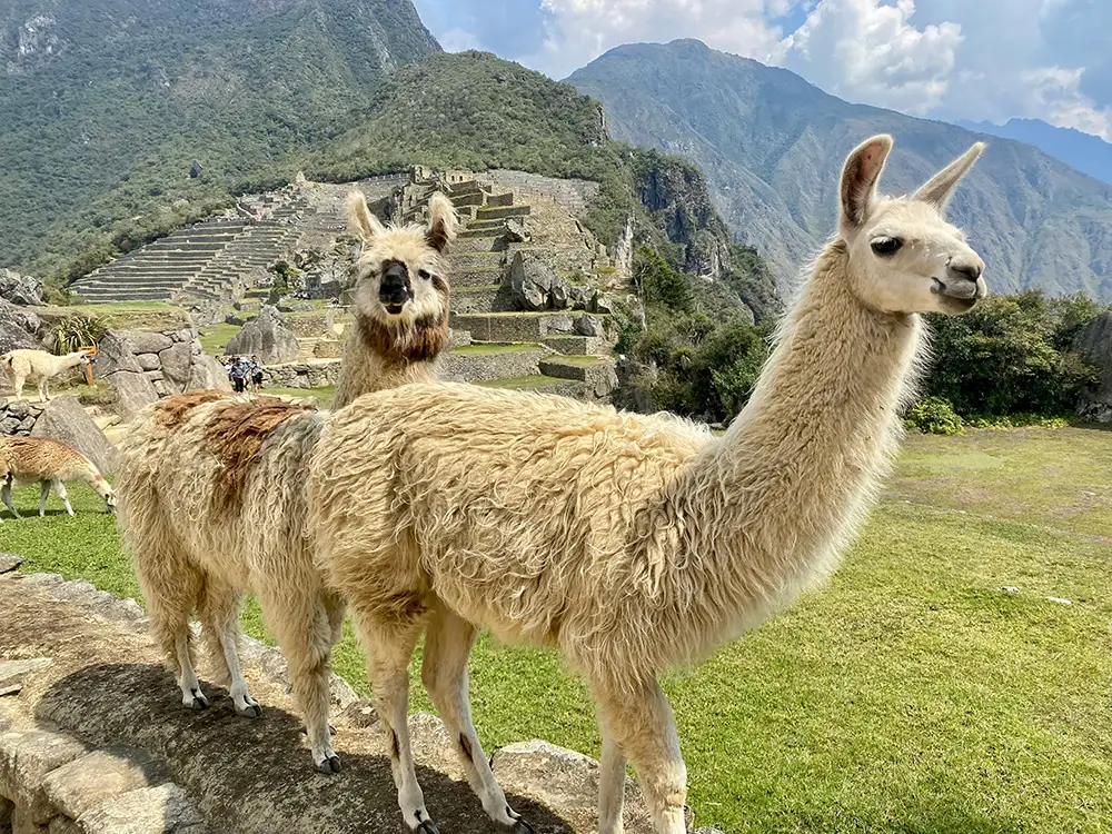 Llamas in Machu Picchu - Best Machu Picchu Pictures | TreXperience