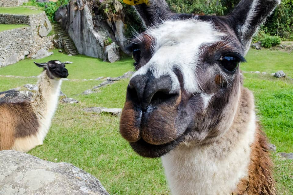 Llamas living in Machu Picchu | TreXperience