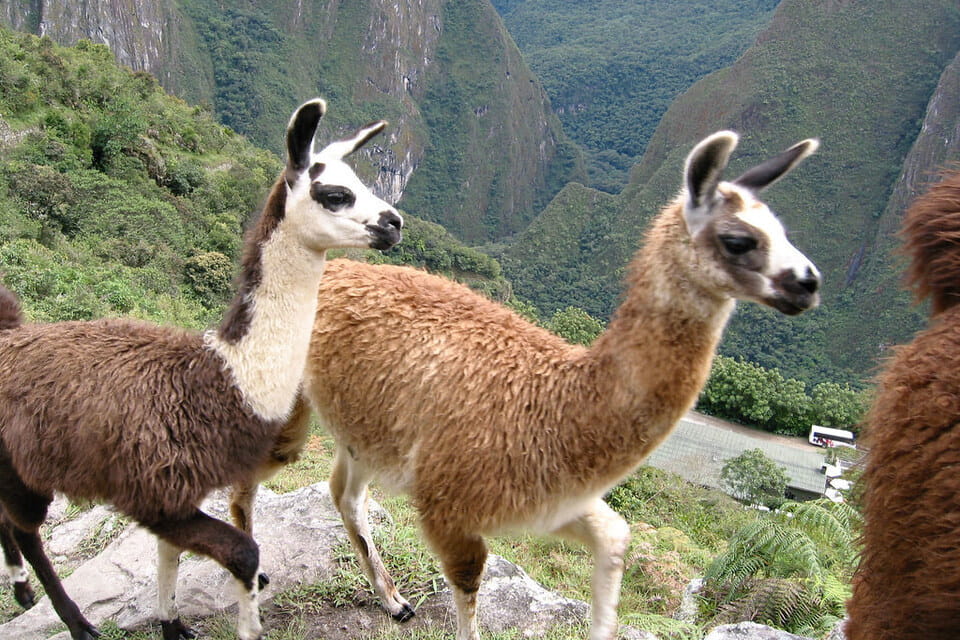 Llamas caminando | TreXperience