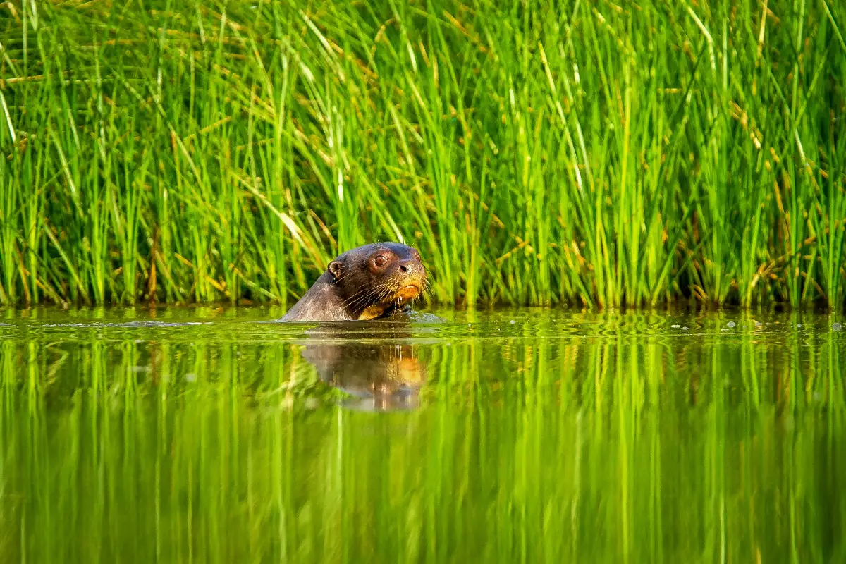 Lobo de Río en Lago de Tambopata | TreXperience