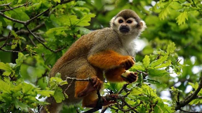 Mono en la selva de Loreto Perú | TreXperience