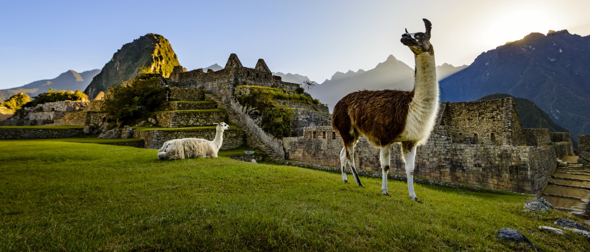 llamas in Machu Picchu