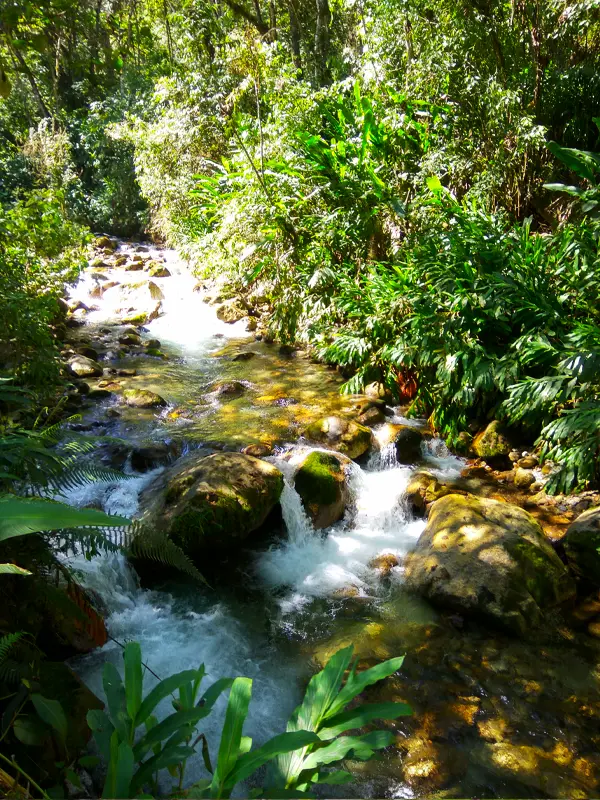 Stream in the Mandor Area | TreXperience