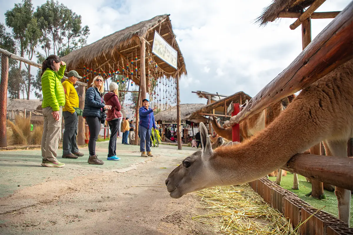 manos comunidad granja alpacas | TreXperience manos comunidad granja alpacas | TreXperience
