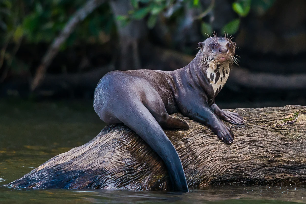 Giant River Otter in Manu National Park Giant River Otter in Manu National Park | TreXperience