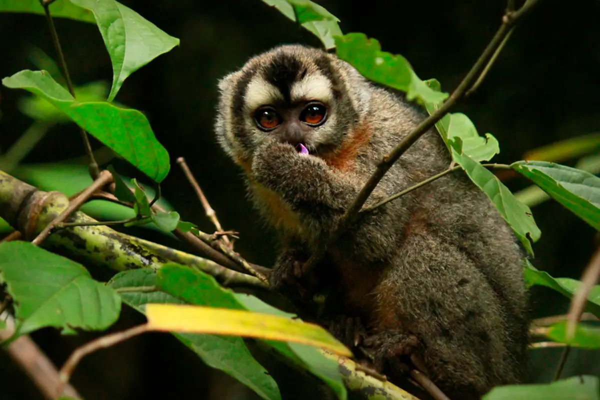 manu mono peruano nocturno | TreXperience