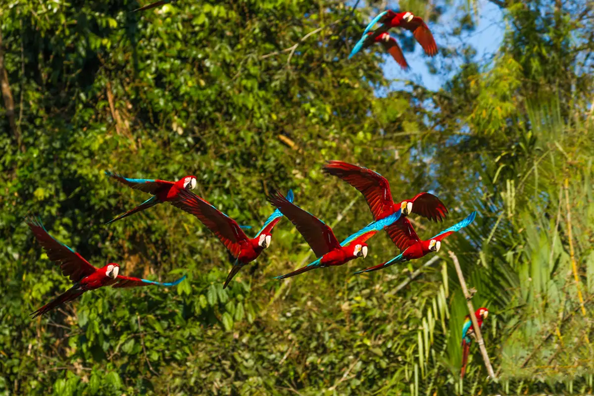 manu national park biodiversity | TreXperience