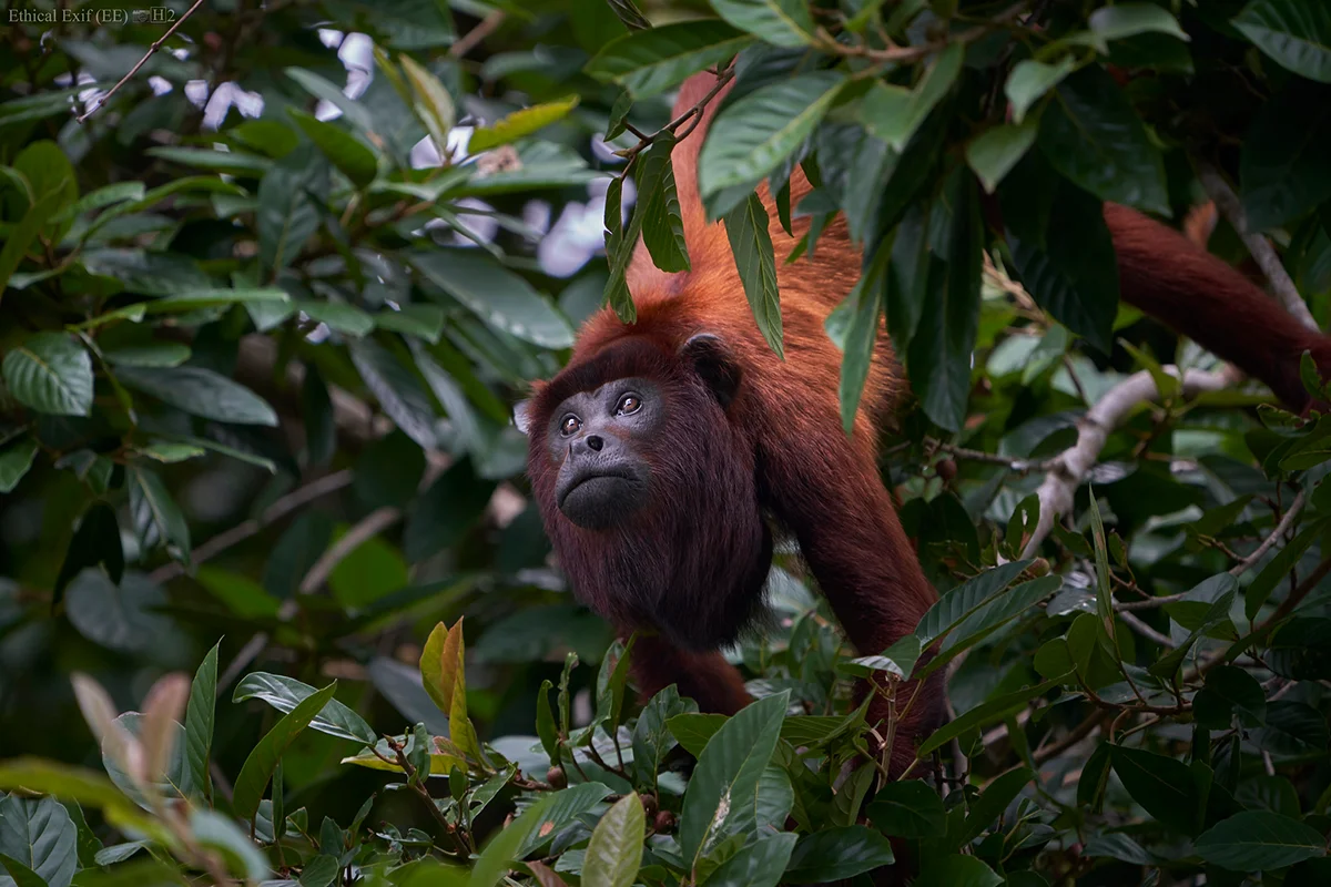 Mono aullador rojo - Parque Nacional del Manu | TreXperience