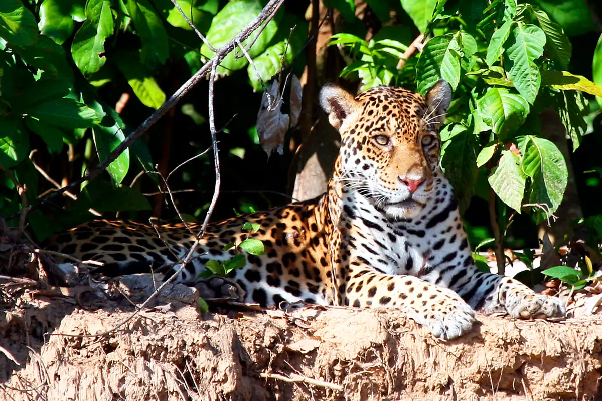 manu park jaguar | TreXperience