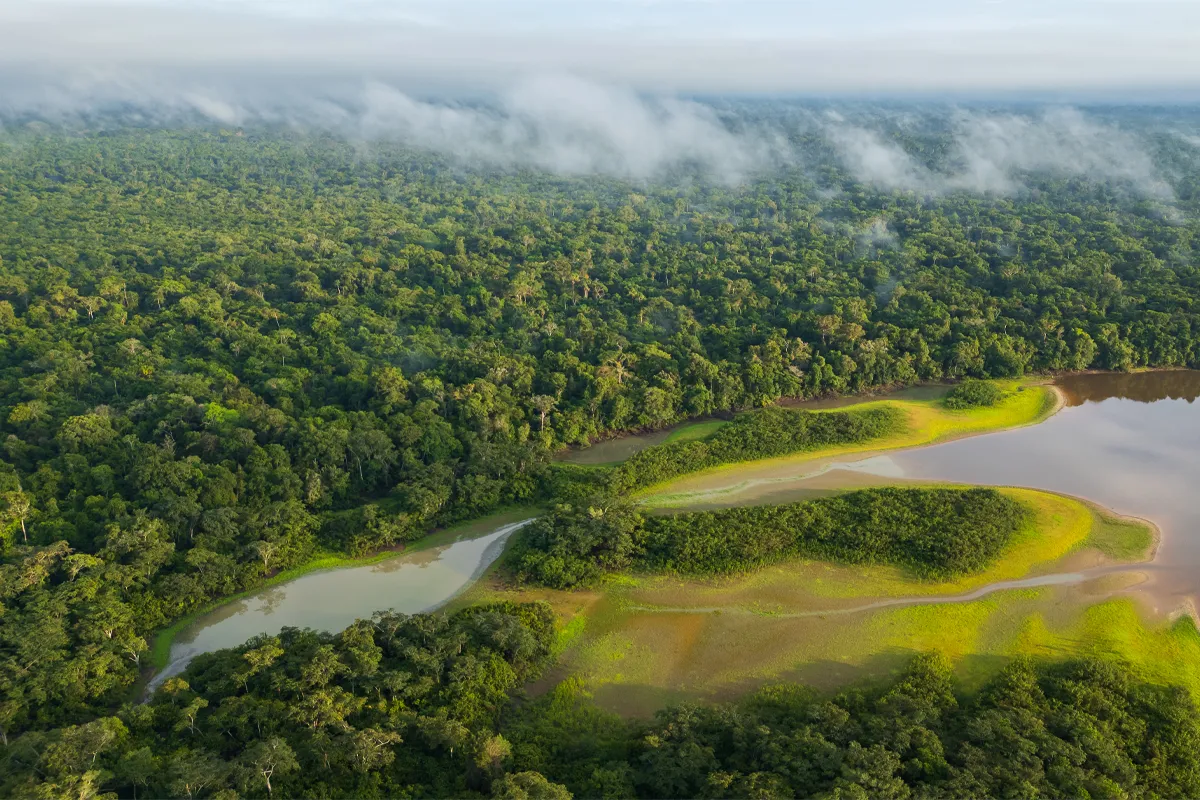 Rainforest in Manu National Park Rainforest in Manu National Park | TreXperience