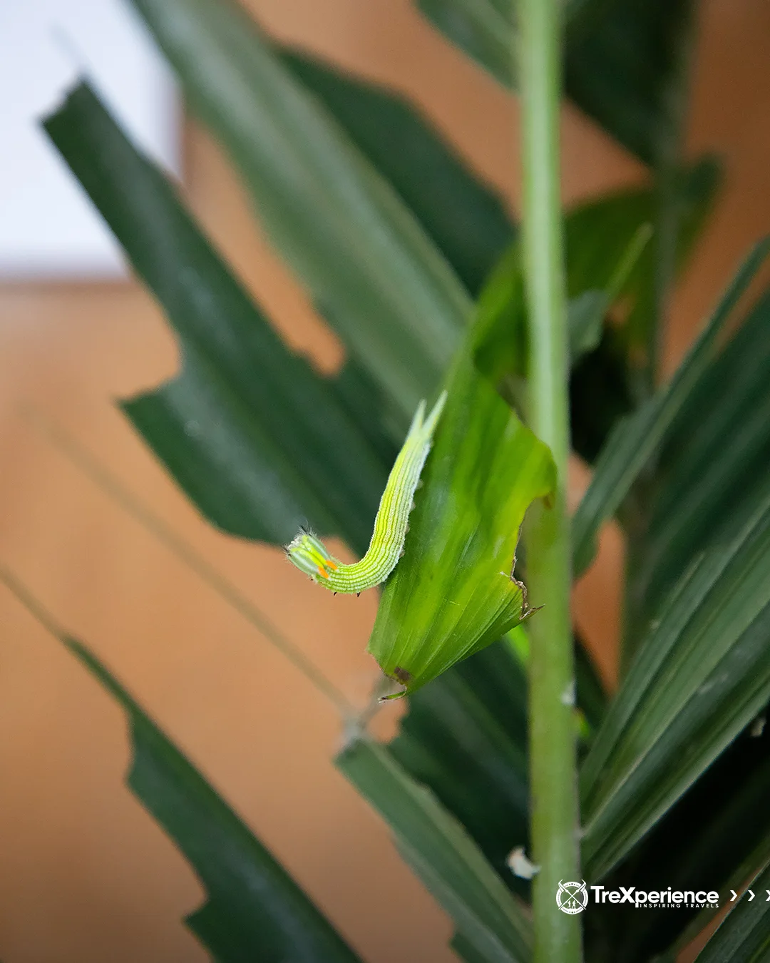 Caterpillar at Mariposario, Aguas Calientes - Machu Picchu | TreXperience