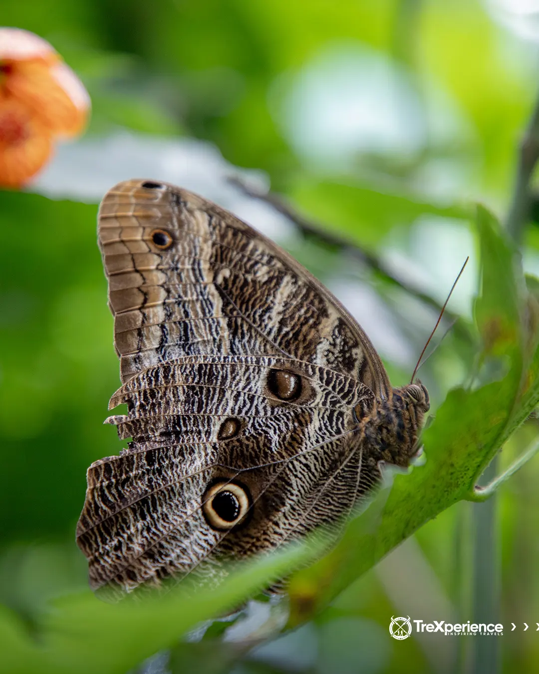 Butterfly at Mariposario Machu Picchu | TreXperience