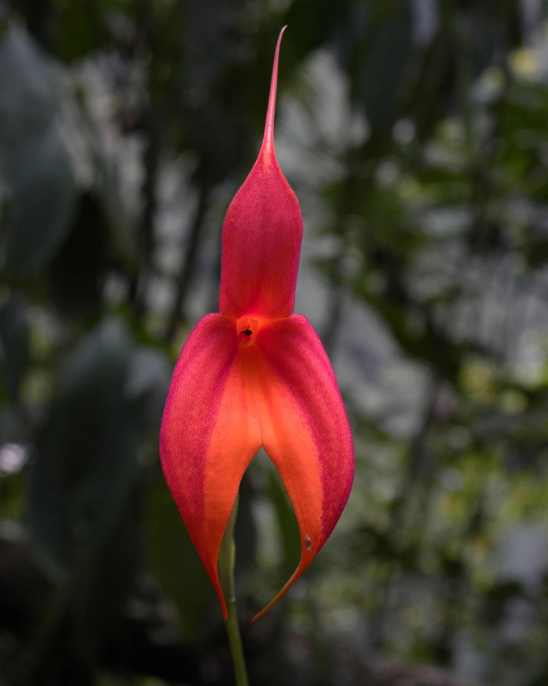 Orquídea Kakanki en Choquequirao | TreXperience