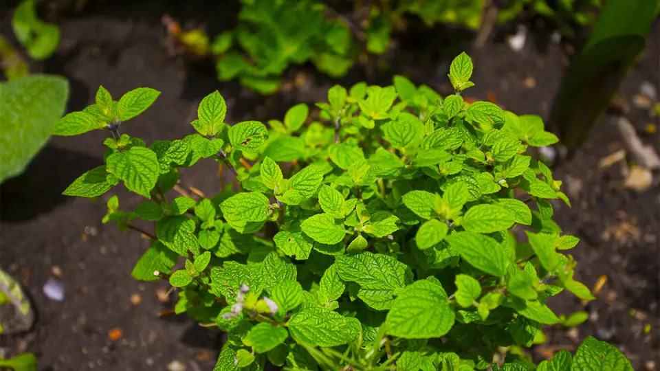 Photo of muna the alternative of coca leaf
