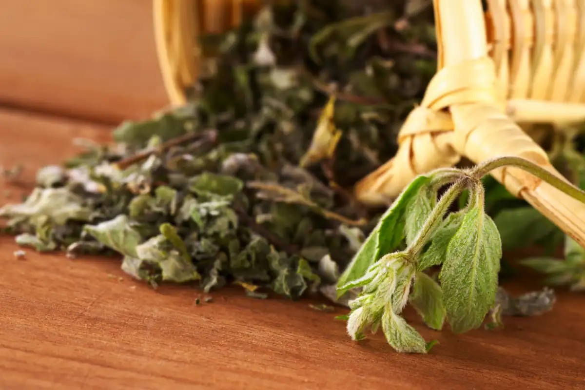 Fresh and Dried Muña Leaves | TreXperience Fresh and Dried Muña Leaves | TreXperience