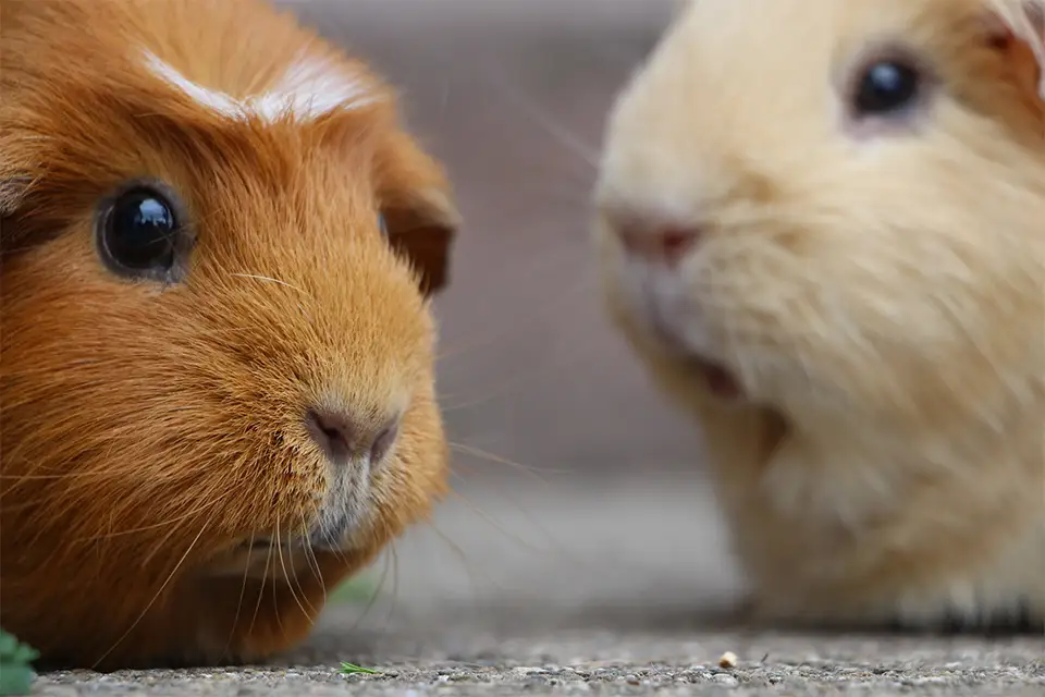 National Guinea Pig Day