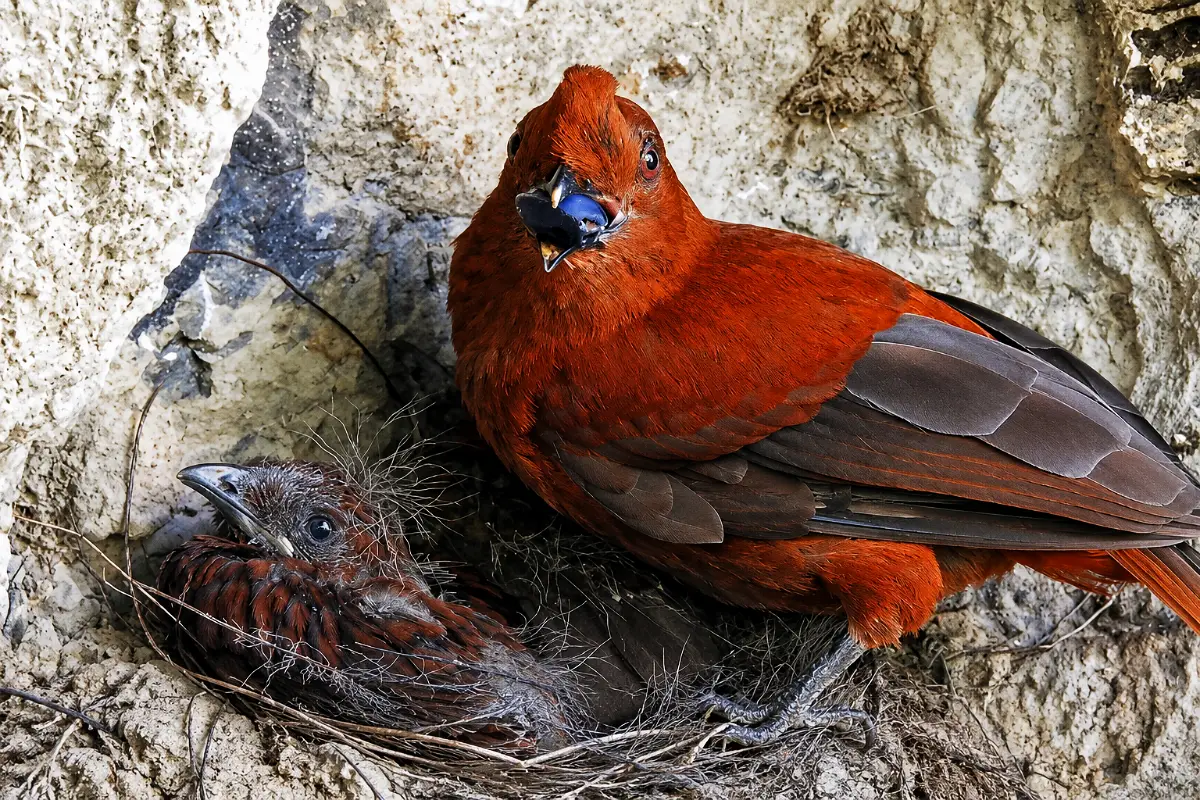 Female cock of the rock with its chick in the nest | TreXperience