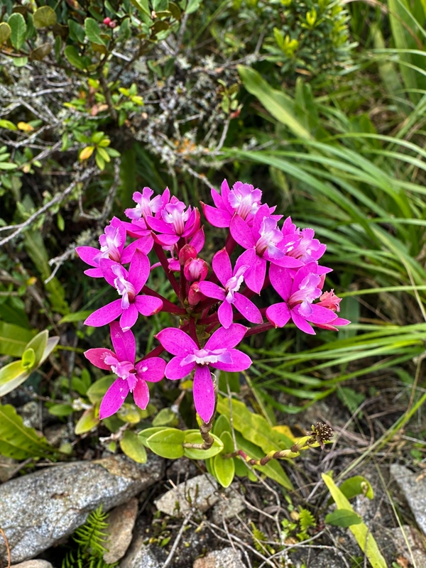 Orquidea Epidendrum Secundum Orquidea Epidendrum Secundum | TreXperience