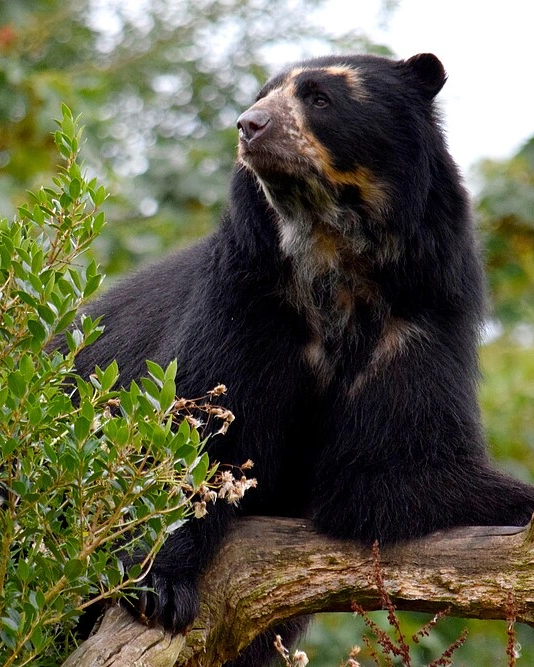 Spectacled Bear - Flora and faun in Salkantay Trek | TreXperience