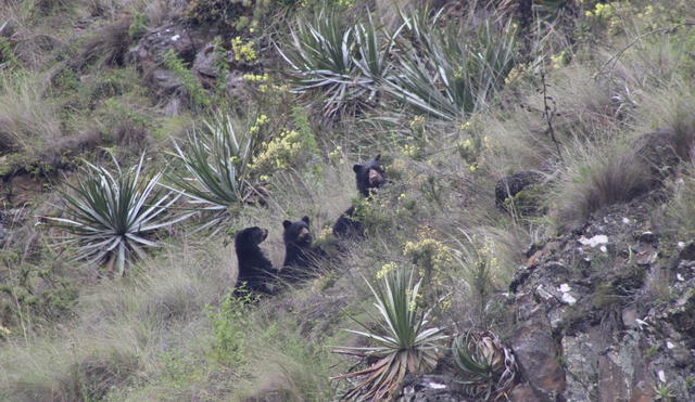 Spectacled bear on Inca Trail to Machu Picchu | TreXperience