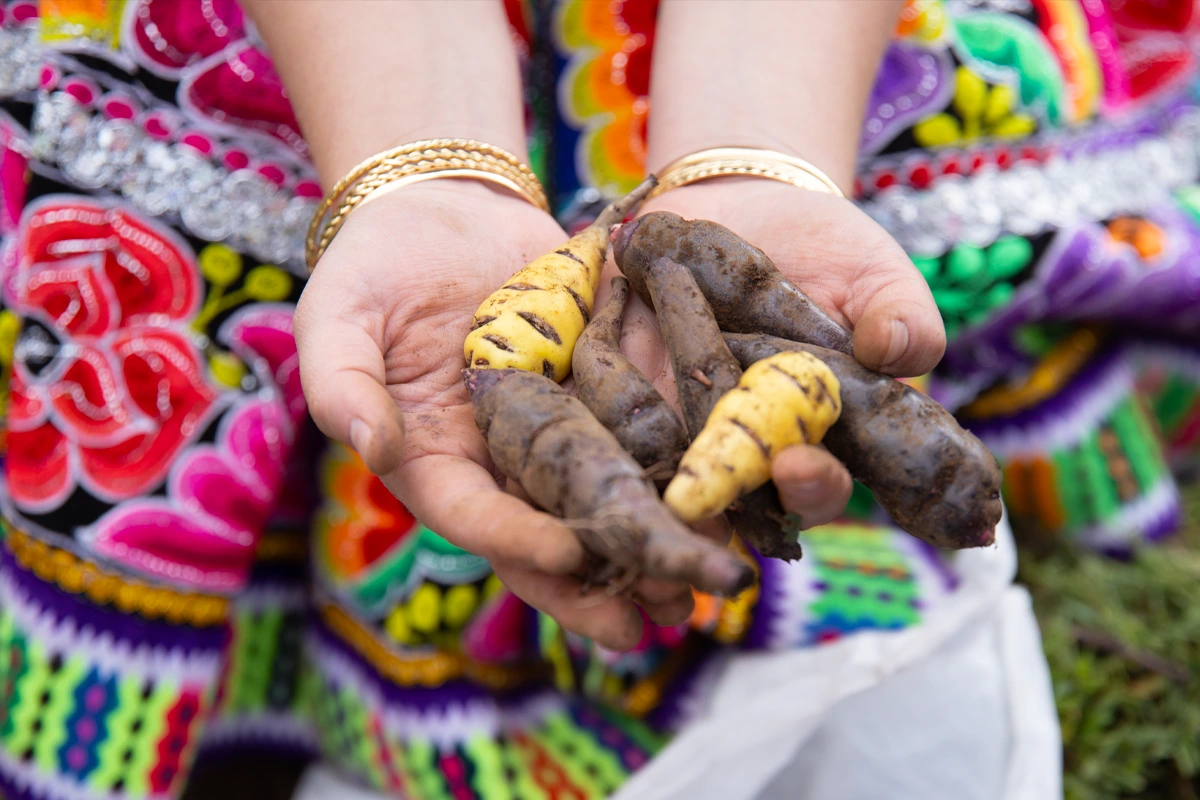Pachamama Madre tierra cosecha de papa | TreXperience