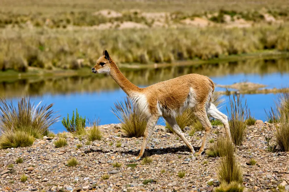 Vicuñas in Pampas Galeras | TreXperience