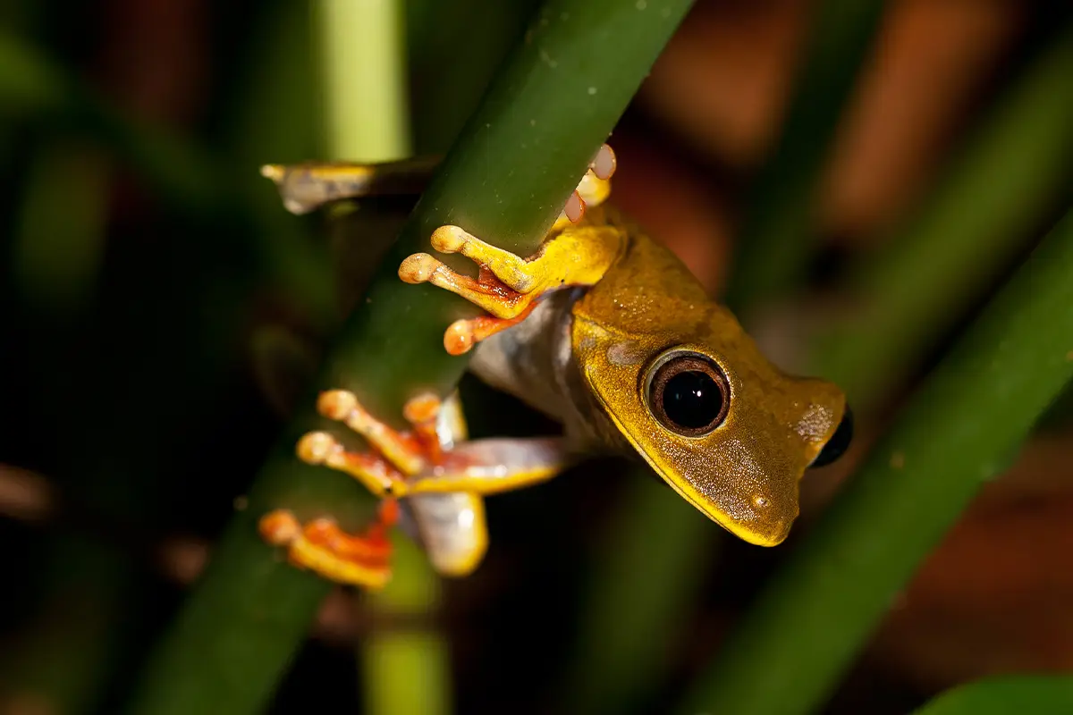 parque nacional manu rana dorado | TreXperience