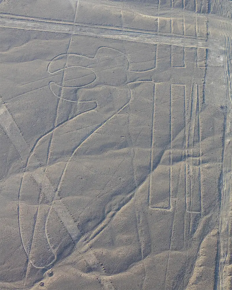The Parrot - Nazca Lines