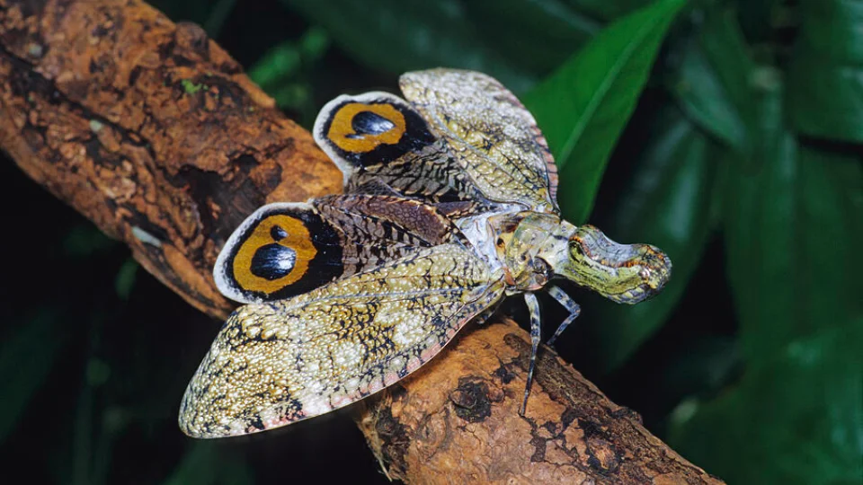 Peanut-headed bug | TreXperience