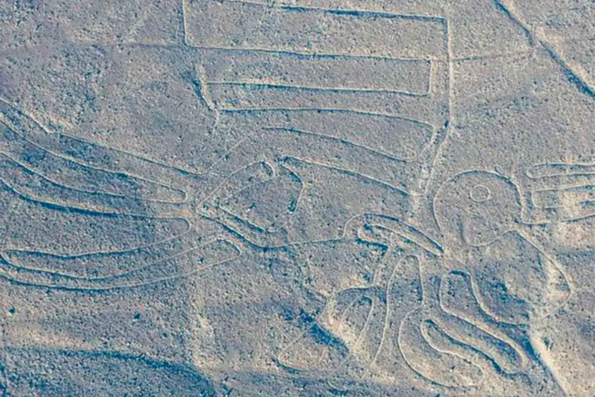 The Pelican - Nazca Lines