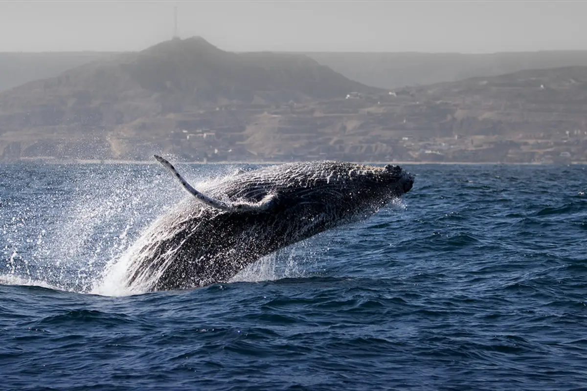 peru sealife whale jump | TreXperience
