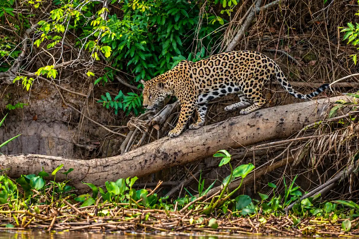Wild jaguar in its natural habitat in Peru’s Amazon rainforest.