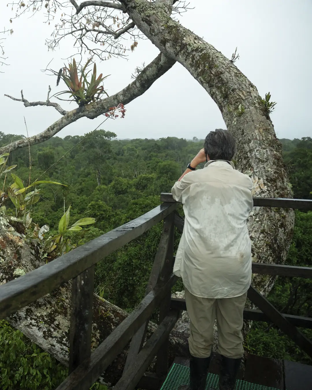 Birdwatching in the Peruvian Amazon Birdwatching in the Peruvian Amazon | TreXperience