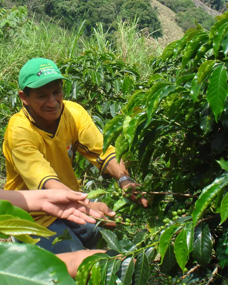 Caficultor artesanal peruano | TreXperience