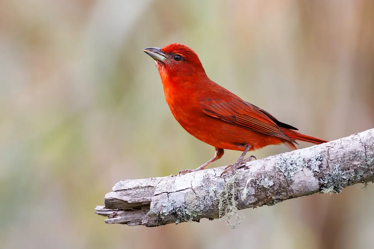 peruvian birds hepatic tanager | TreXperience