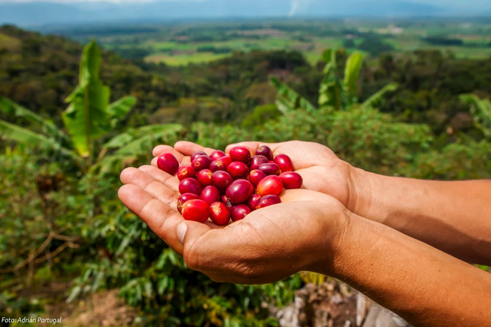 Peru Celebrates Coffee Day | TreXperience