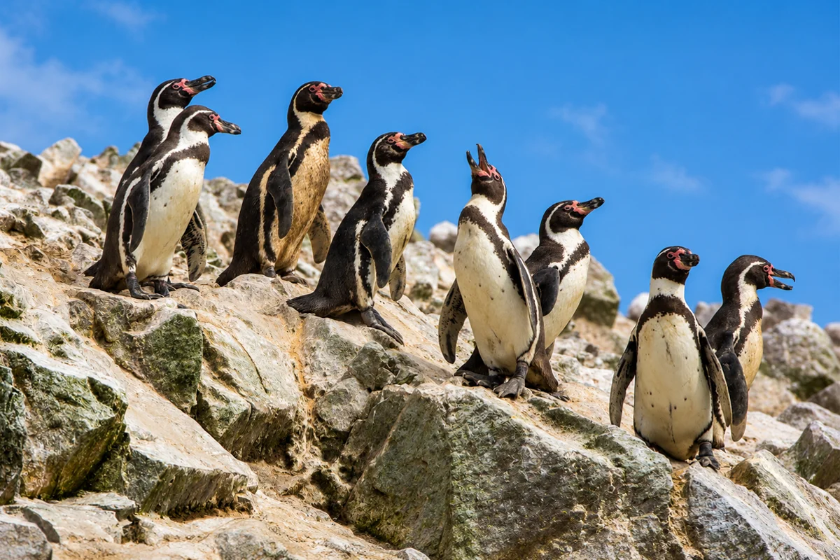 Group of Humboldt penguins on the Ballestas Islands, Peru