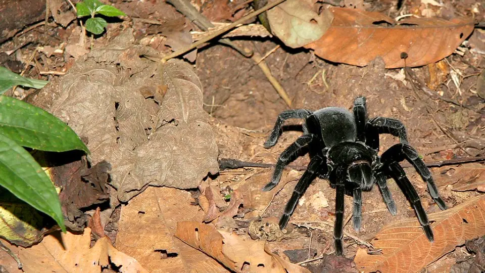 Tarántula come-pájaros | TreXperience