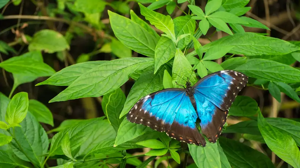 Mariposa Morfo azul | TreXperience