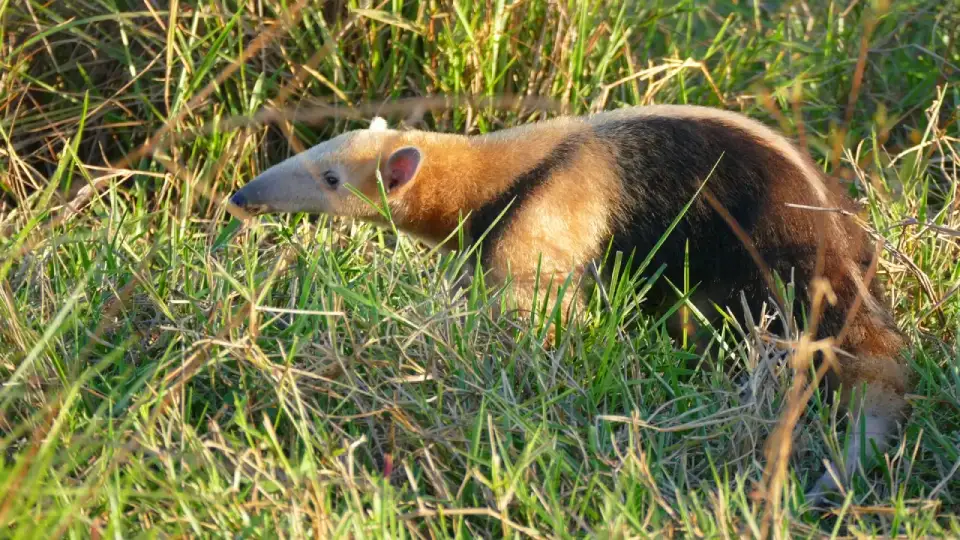 Oso hormiguero peruano | TreXperience