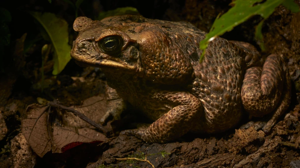 Sapo peruano | TreXperience