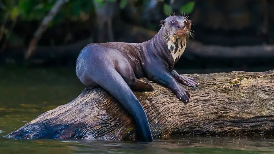 Nutria gigante | TreXperience