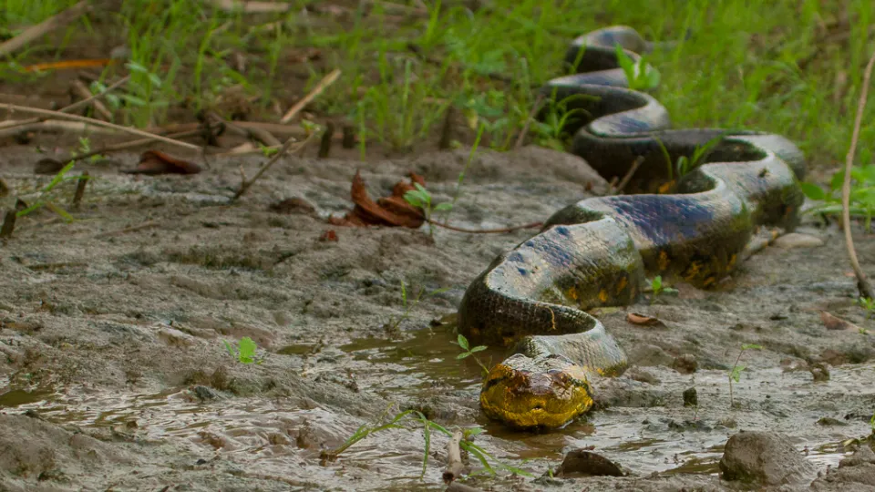 Anaconda verde peruana | TreXperience