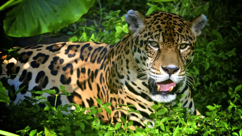 Jaguar peruano | TreXperience